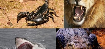 Top 10 des animaux les plus dangereux