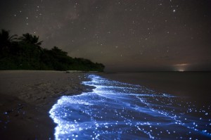 The-Glittering-Sea-of-Stars-in-Vaadhoo-Maldives